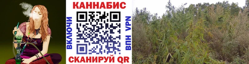 Конопля марихуана Карачаевск